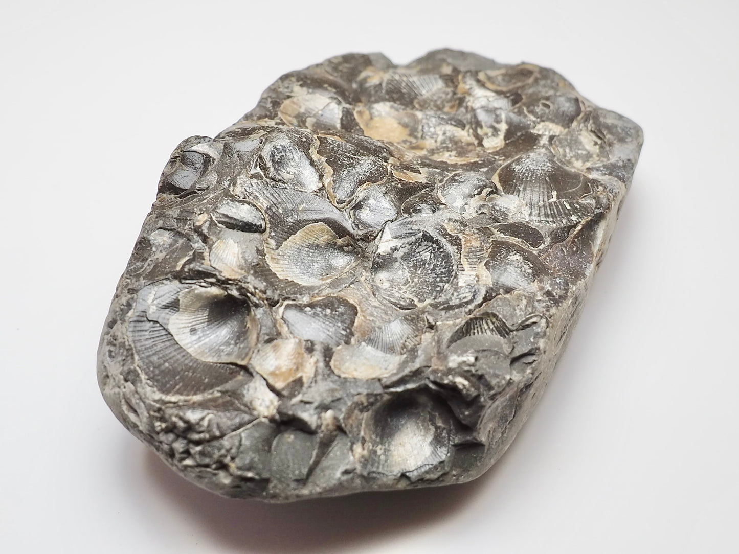 Jurassic Shell Cluster Fossil From Whitby Yorkshire Coast