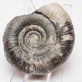 Dactylioceras Tenuicostatum Fossil From The Yorkshire Coast Whitby