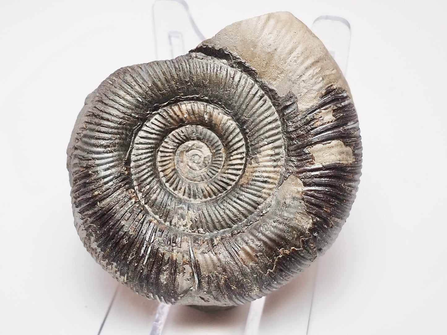 Dactylioceras Tenuicostatum Fossil From The Yorkshire Coast Whitby