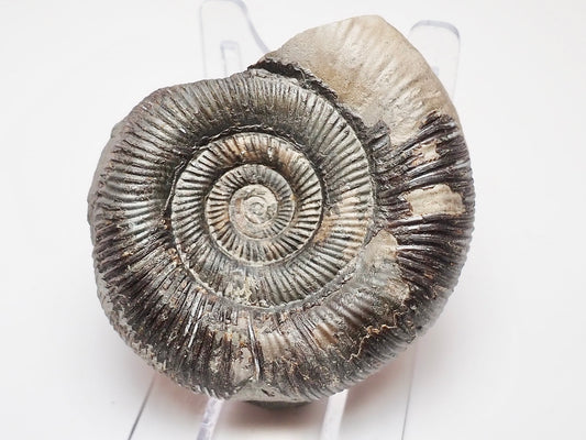 Dactylioceras Tenuicostatum Fossil From The Yorkshire Coast Whitby