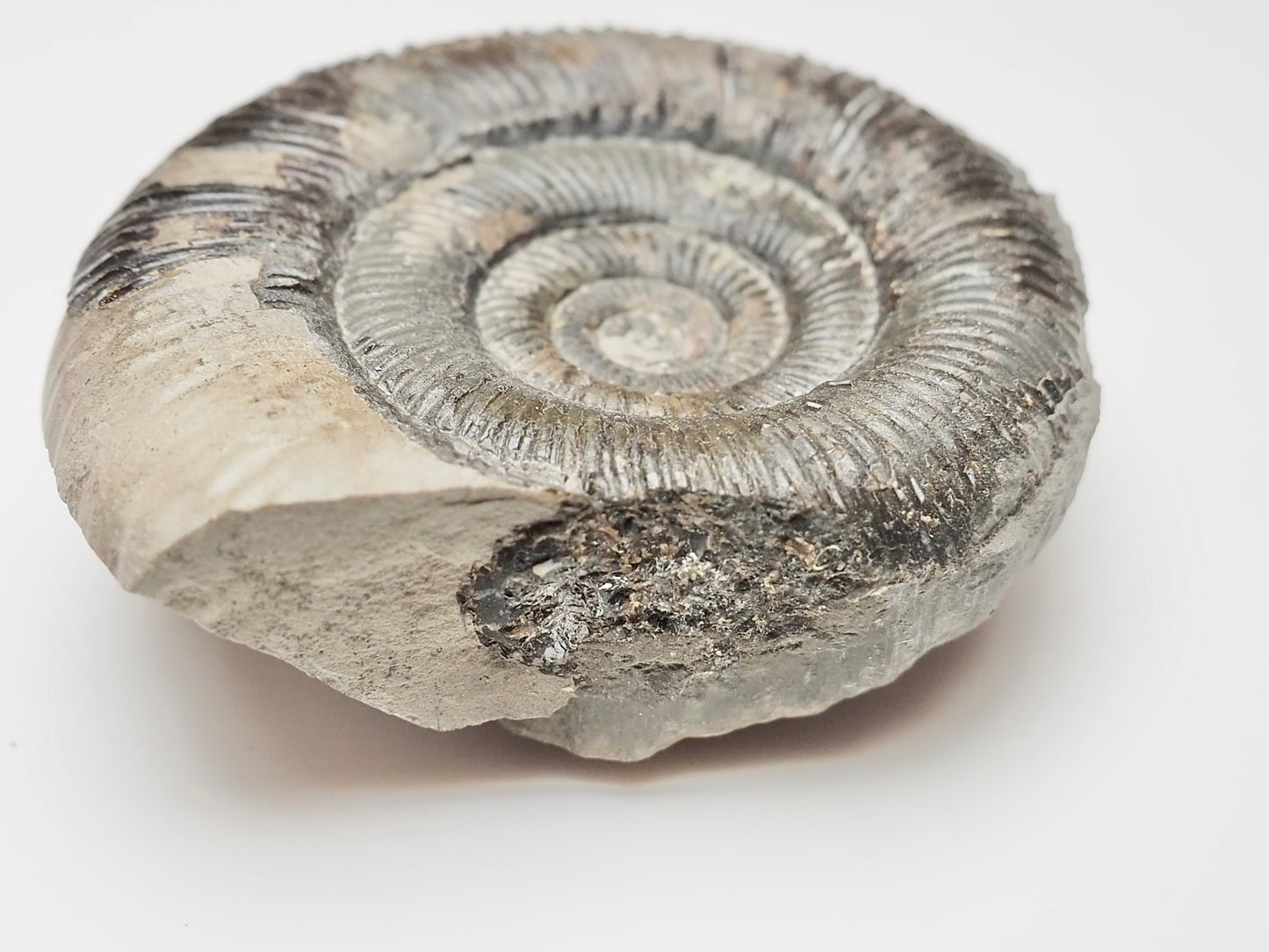 Dactylioceras Tenuicostatum Fossil From The Yorkshire Coast Whitby