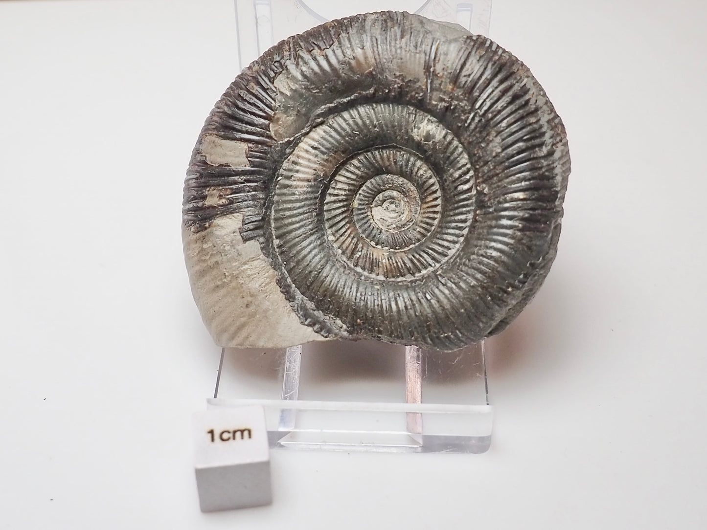 Dactylioceras Tenuicostatum Fossil From The Yorkshire Coast Whitby