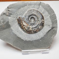 Small Hildoceras Ammonite Fossil Whitby Yorkshire Coast