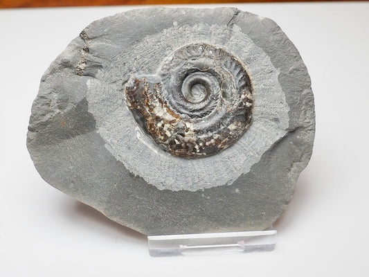 Small Hildoceras Ammonite Fossil Whitby Yorkshire Coast