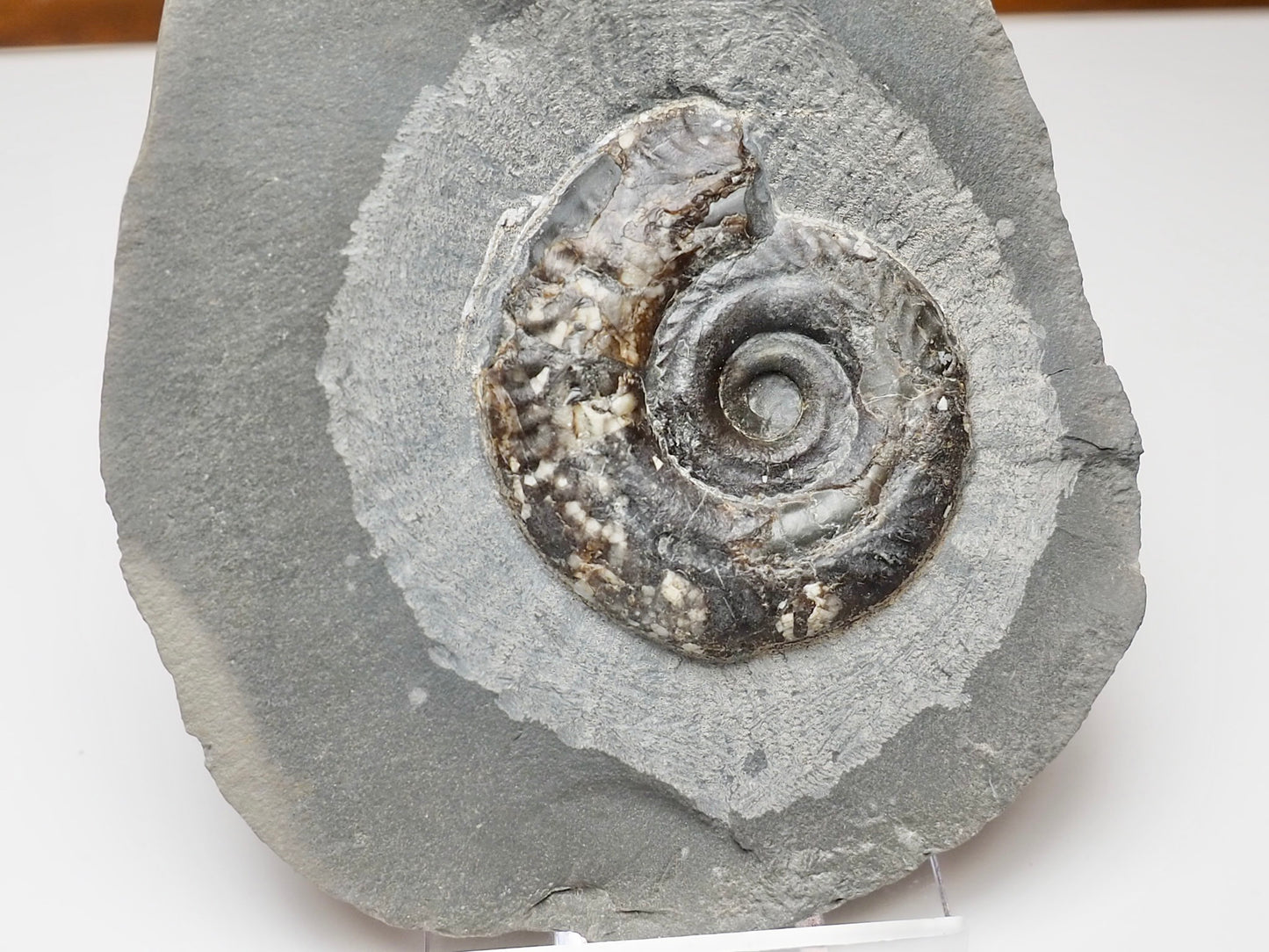 Small Hildoceras Ammonite Fossil Whitby Yorkshire Coast