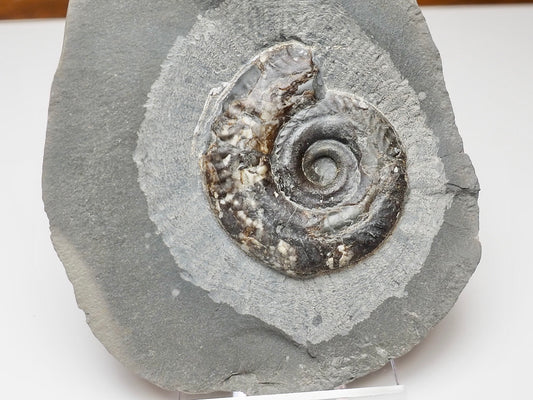 Small Hildoceras Ammonite Fossil Whitby Yorkshire Coast