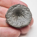 Small Ichthyosaur Vertebra Fossil Whitby Yorkshire Coast