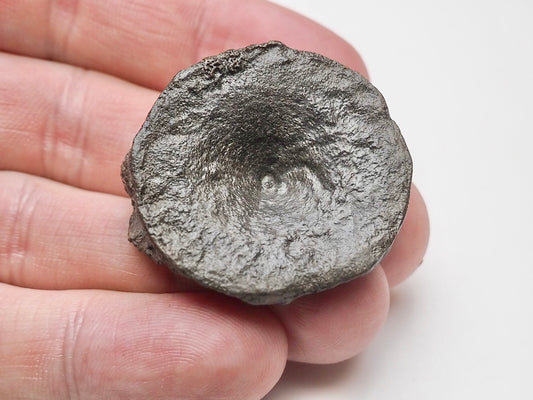 Small Ichthyosaur Vertebra Fossil Whitby Yorkshire Coast