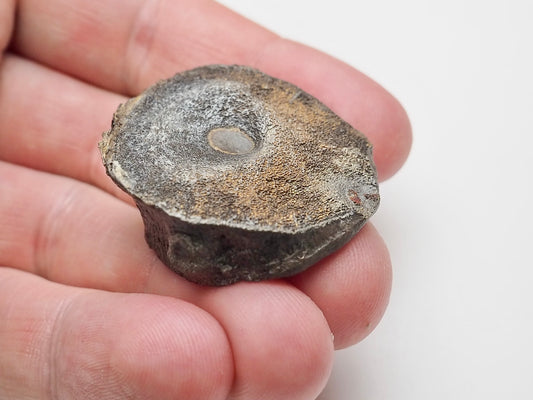 Small Ichthyosaur Vertebra Fossil Whitby Yorkshire Coast