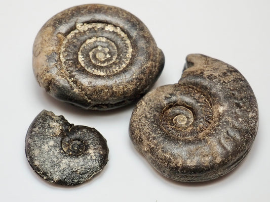 Bundle Of 3 Small Jurassic Ammonite Fossils Whitby UK