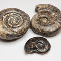 Bundle Of 3 Small Jurassic Ammonite Fossils Whitby UK