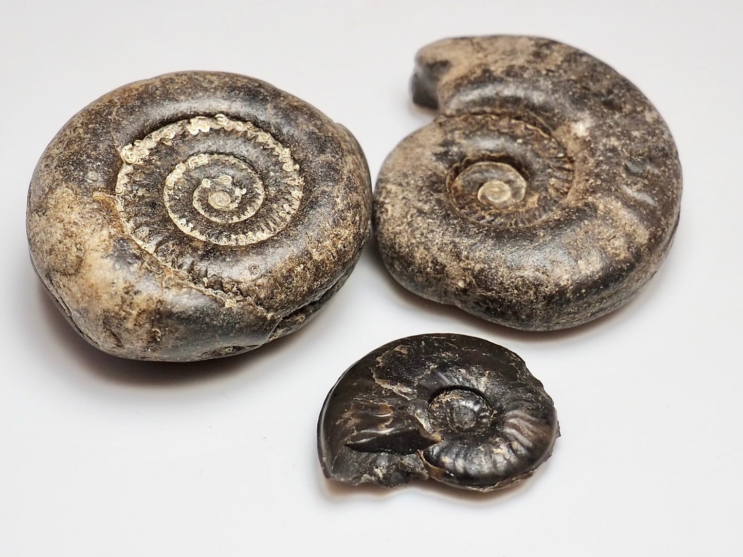 Bundle Of 3 Small Jurassic Ammonite Fossils Whitby UK