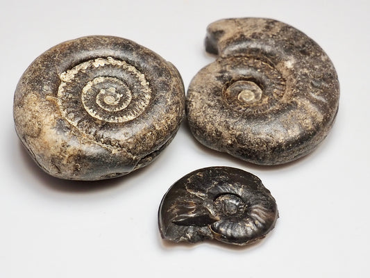 Bundle Of 3 Small Jurassic Ammonite Fossils Whitby UK