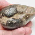 Large Middle Jurassic Bivalve Shell Fossil From Whitby Yorkshire Coast
