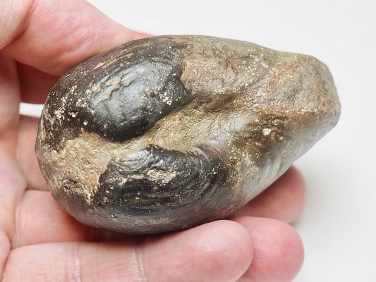 Large Middle Jurassic Bivalve Shell Fossil From Whitby Yorkshire Coast