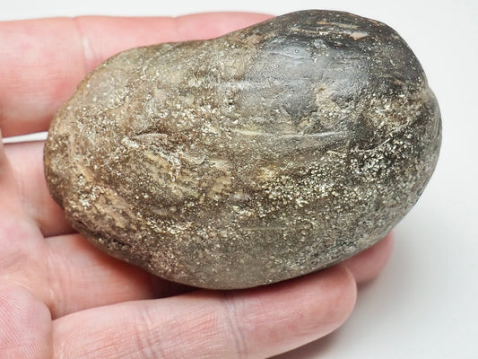 Large Middle Jurassic Bivalve Shell Fossil From Whitby Yorkshire Coast