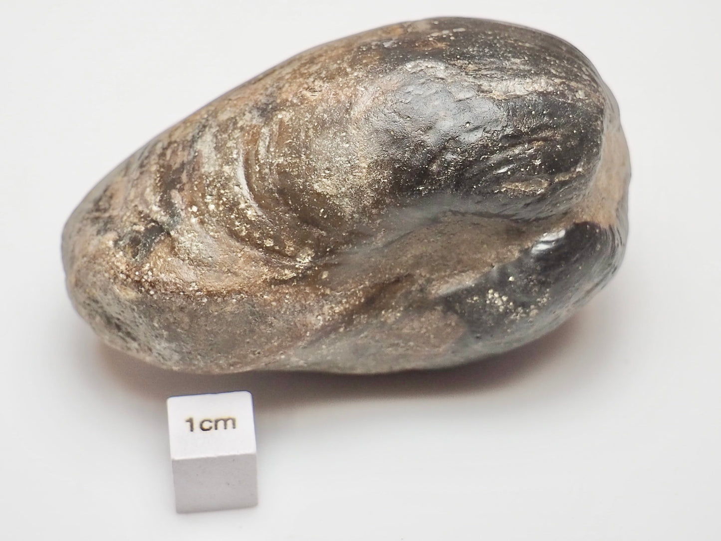 Large Middle Jurassic Bivalve Shell Fossil From Whitby Yorkshire Coast