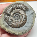 Whitby Jurassic Dactylioceras Ammonite Fossil
