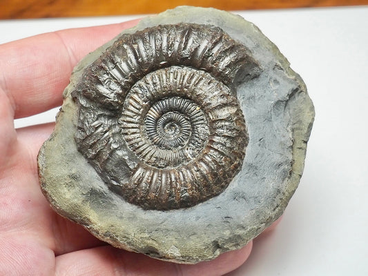 Whitby Jurassic Dactylioceras Ammonite Fossil
