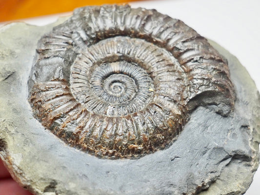 Whitby Jurassic Dactylioceras Ammonite Fossil