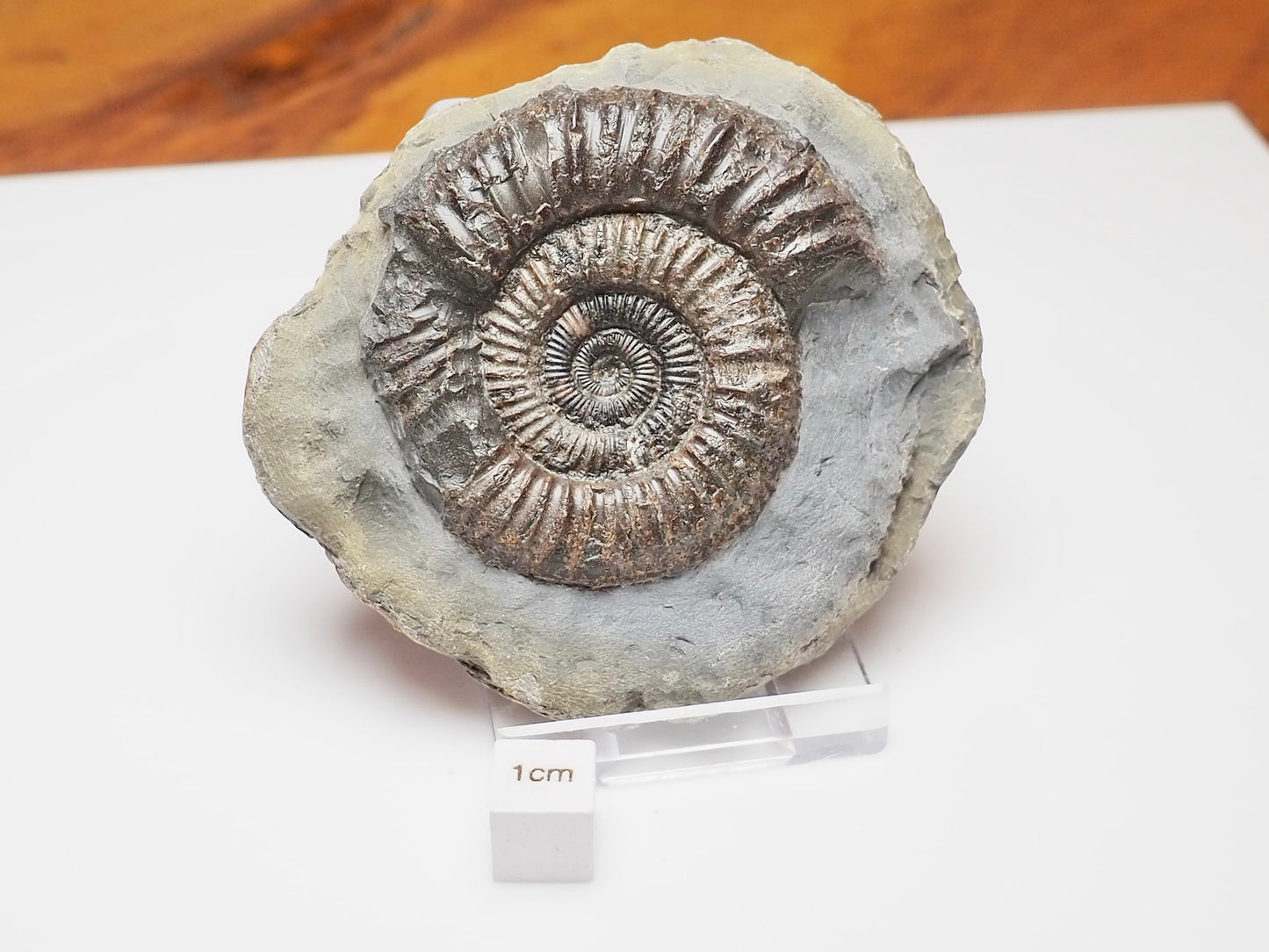 Whitby Jurassic Dactylioceras Ammonite Fossil