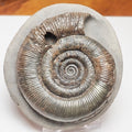 Beautifully Prepared Dactylioceras Tenuicostatum Fossil Whitby UK