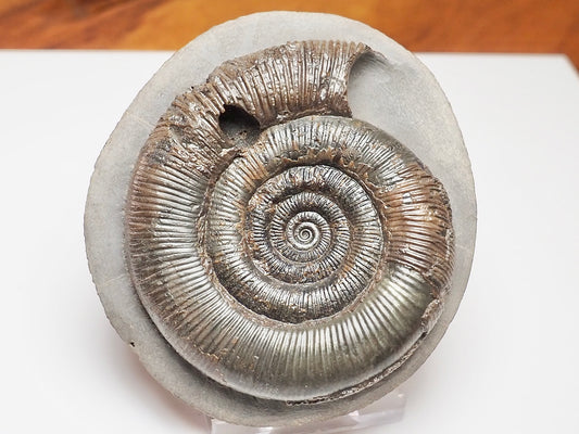 Beautifully Prepared Dactylioceras Tenuicostatum Fossil Whitby UK