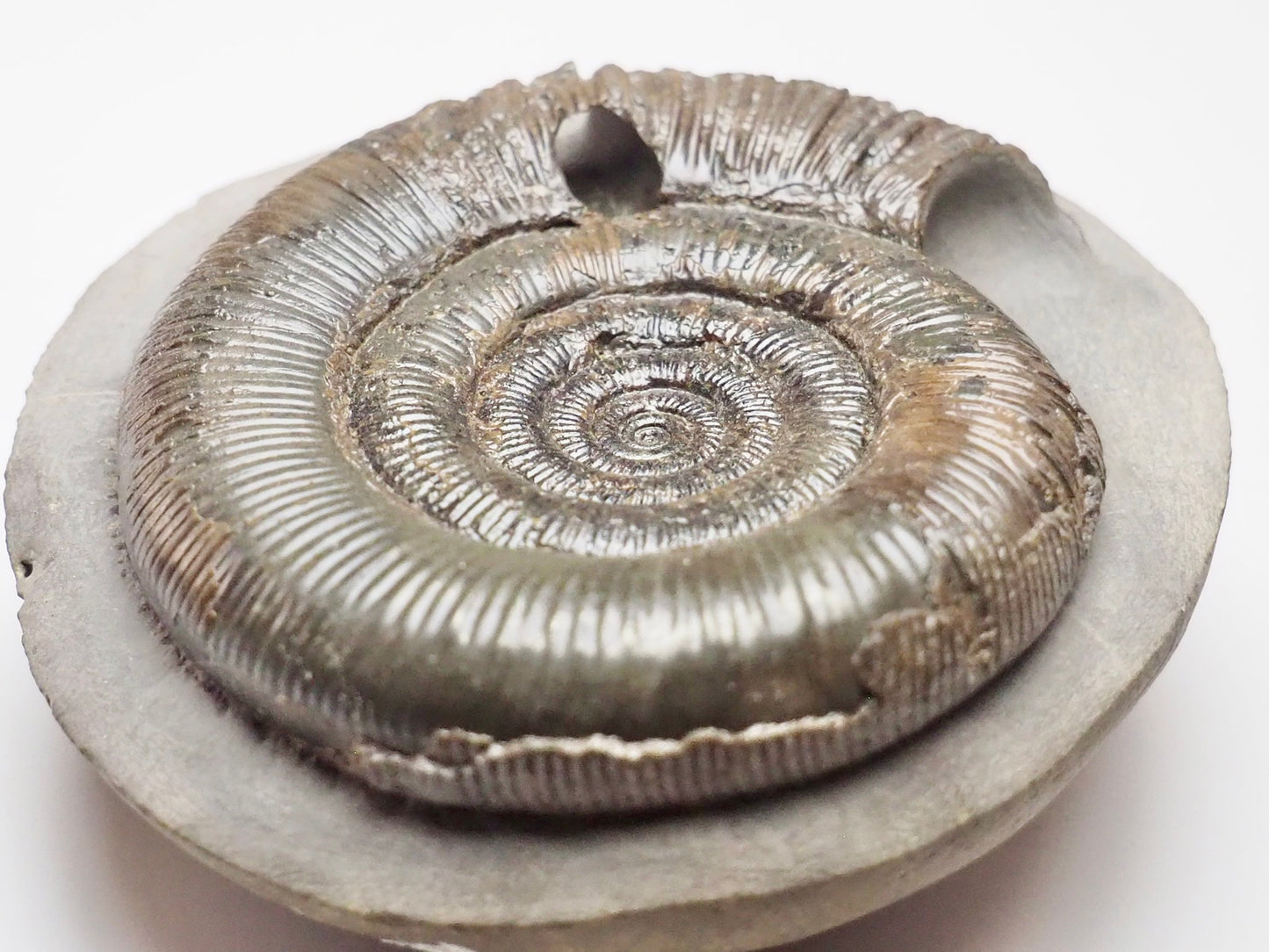 Beautifully Prepared Dactylioceras Tenuicostatum Fossil Whitby UK