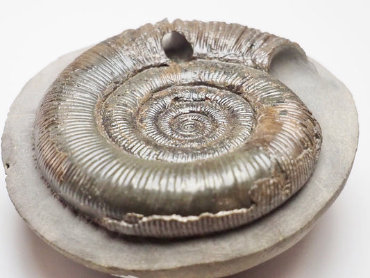 Beautifully Prepared Dactylioceras Tenuicostatum Fossil Whitby UK