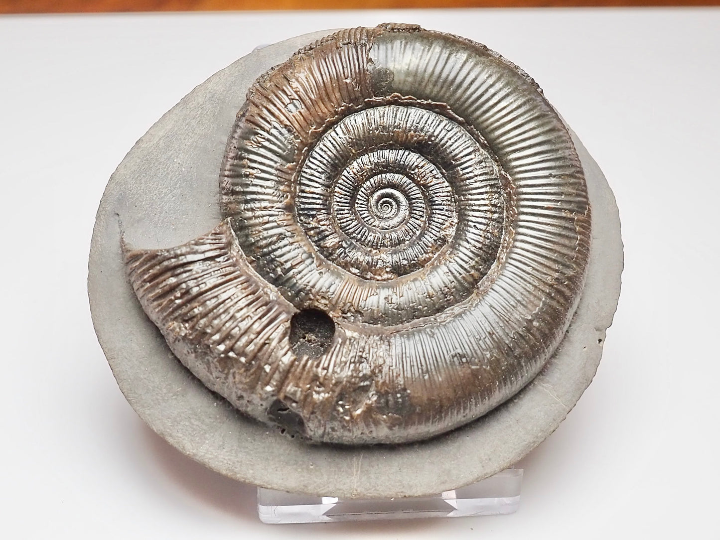 Beautifully Prepared Dactylioceras Tenuicostatum Fossil Whitby UK