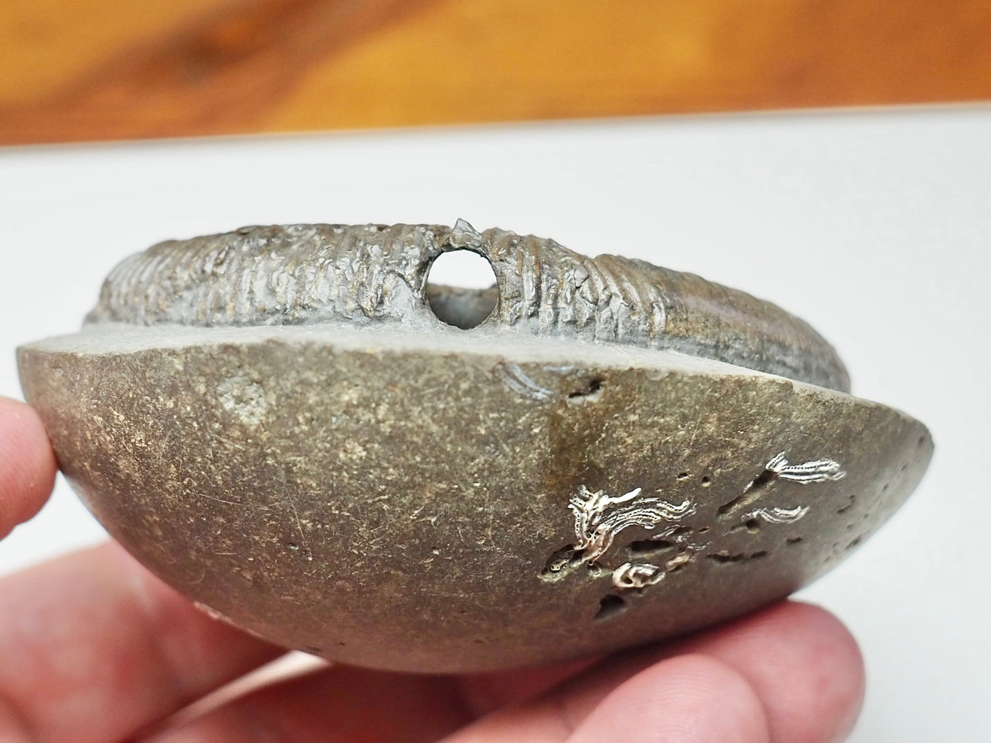 Beautifully Prepared Dactylioceras Tenuicostatum Fossil Whitby UK