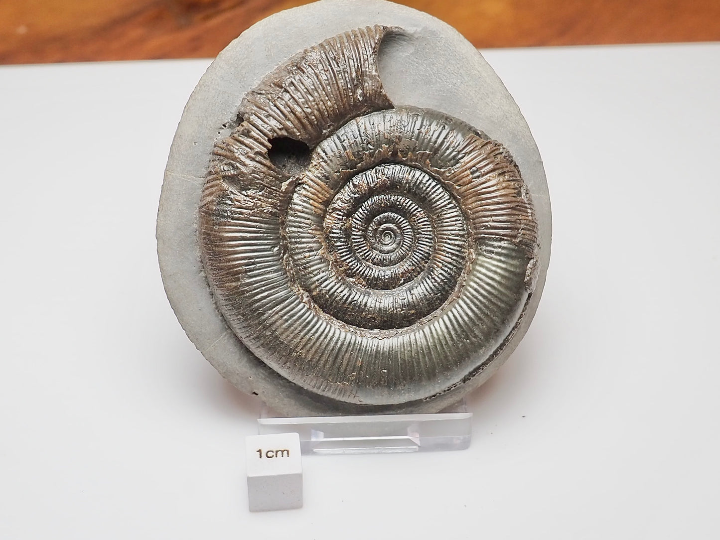 Beautifully Prepared Dactylioceras Tenuicostatum Fossil Whitby UK