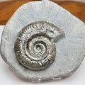 Whitby Jurassic Hildoceras Ammonite Fossil