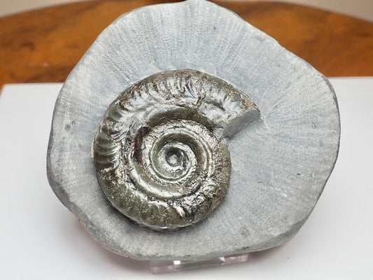 Whitby Jurassic Hildoceras Ammonite Fossil