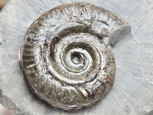 Whitby Jurassic Hildoceras Ammonite Fossil