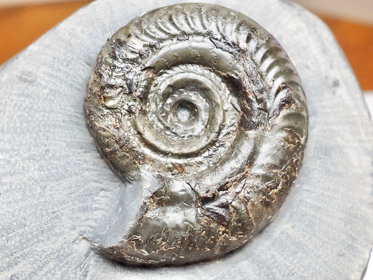 Whitby Jurassic Hildoceras Ammonite Fossil