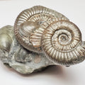 Multiple Dactylioceras And Shell Fossil Block Whitby UK
