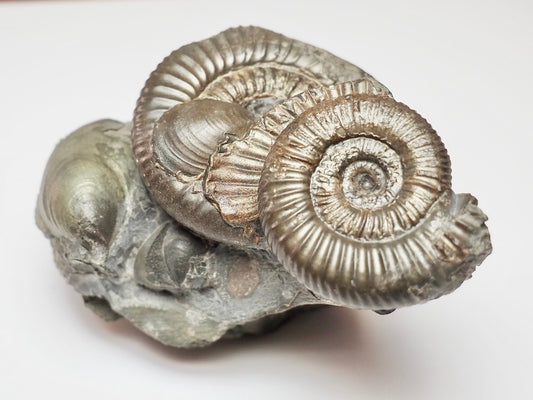 Multiple Dactylioceras And Shell Fossil Block Whitby UK