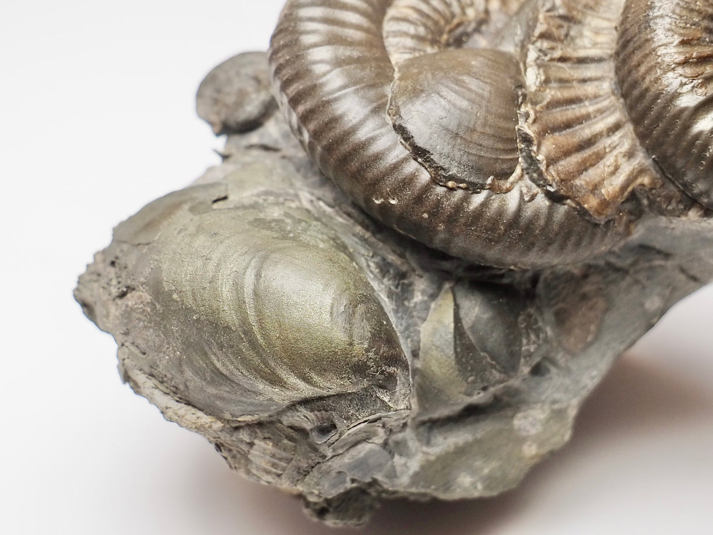 Multiple Dactylioceras And Shell Fossil Block Whitby UK