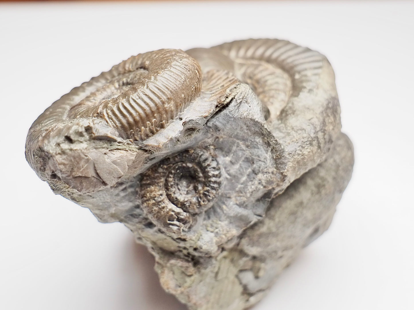Multiple Dactylioceras And Shell Fossil Block Whitby UK