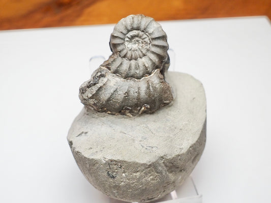 Lower Lias Androgynoceras Ammonite Fossil Whitby Yorkshire Coast