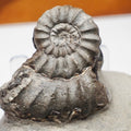 Lower Lias Androgynoceras Ammonite Fossil Whitby Yorkshire Coast