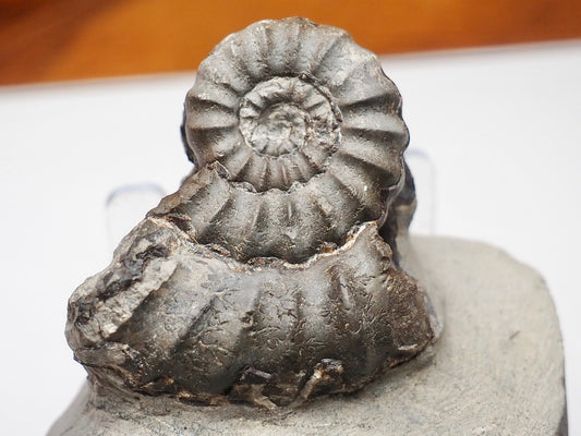 Lower Lias Androgynoceras Ammonite Fossil Whitby Yorkshire Coast