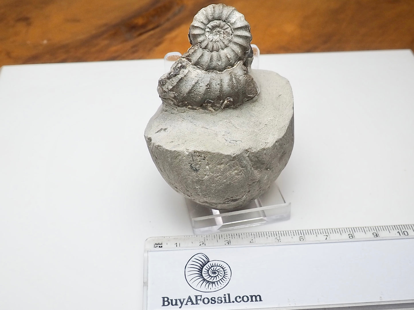 Lower Lias Androgynoceras Ammonite Fossil Whitby Yorkshire Coast