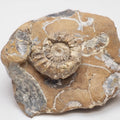 Middle Lias Oistoceras Ammonite Fossil From Whitby UK