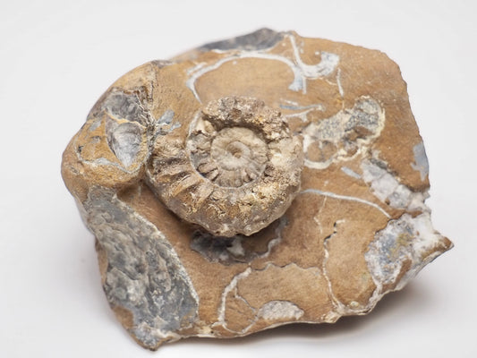 Middle Lias Oistoceras Ammonite Fossil From Whitby UK