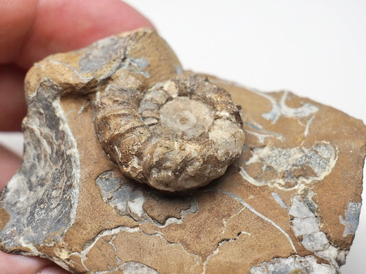 Middle Lias Oistoceras Ammonite Fossil From Whitby UK