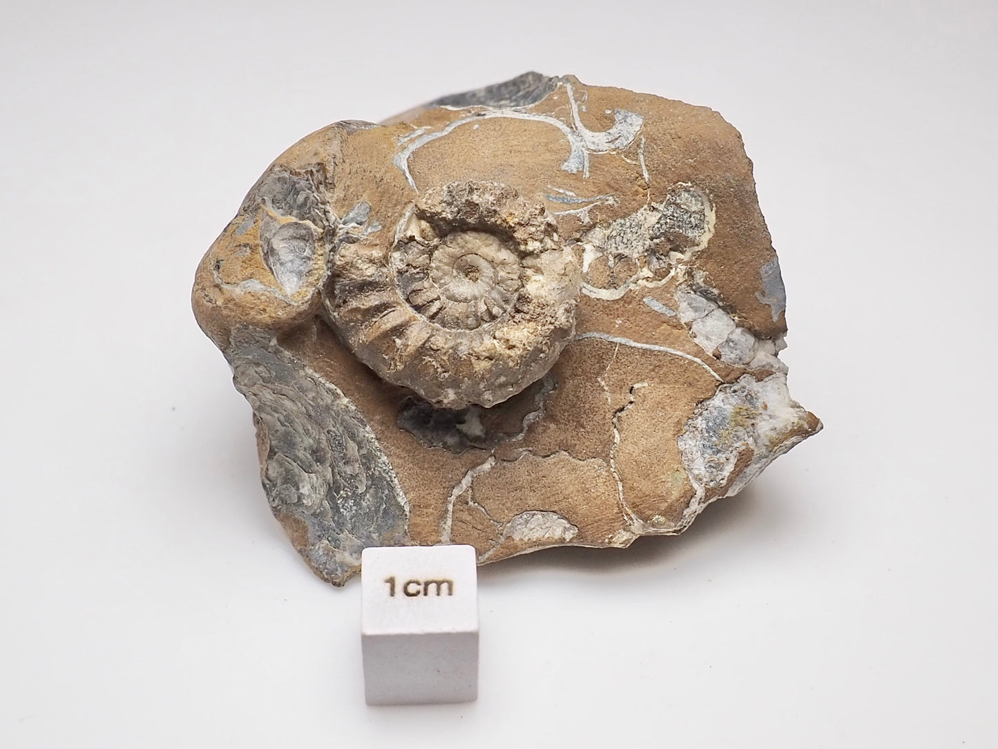 Middle Lias Oistoceras Ammonite Fossil From Whitby UK