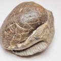 Large Middle Lias Bivalve Shell Fossil Whitby Yorkshire Coast