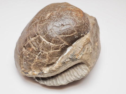 Large Middle Lias Bivalve Shell Fossil Whitby Yorkshire Coast